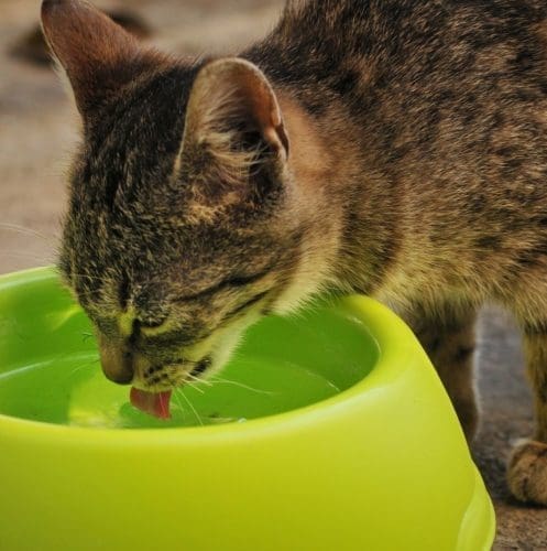tiger cat drinking on the spill proof cat water bowl