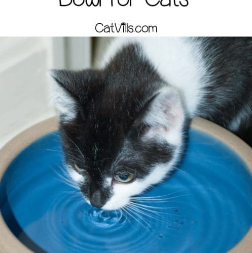 kitten drinking on the spill proof water bowl for cats