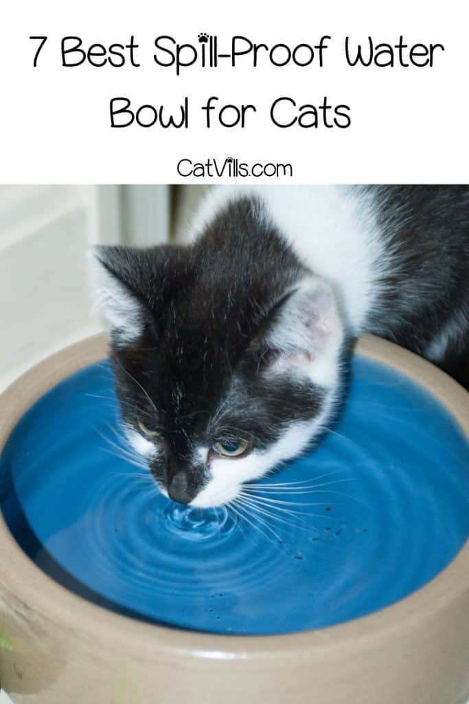 kitten drinking on the spill proof water bowl for cats