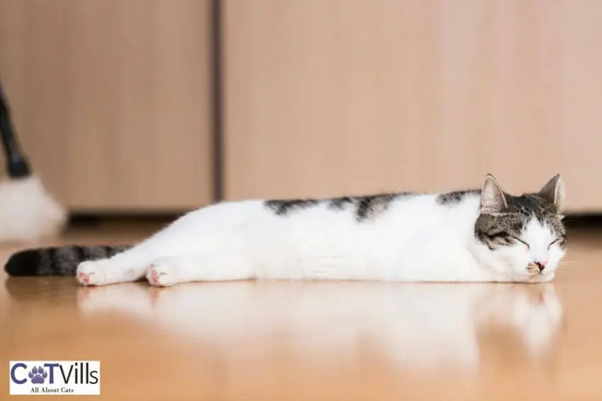 cat sleeping on the floor