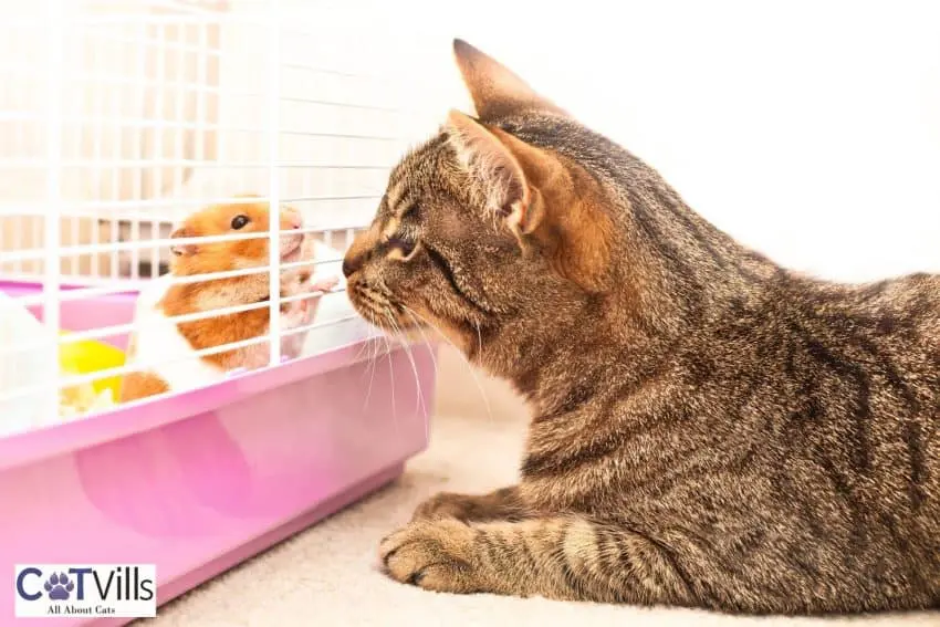 cat sniffing at the hamster