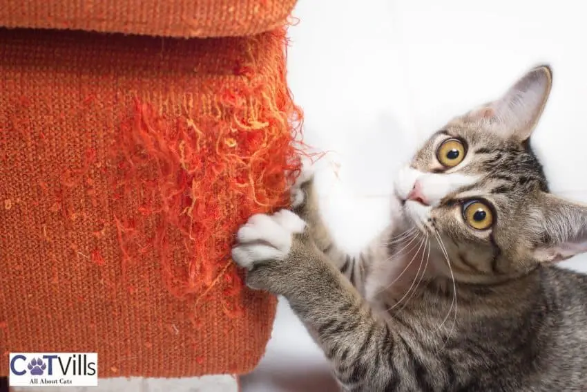 cat scratching the sofa