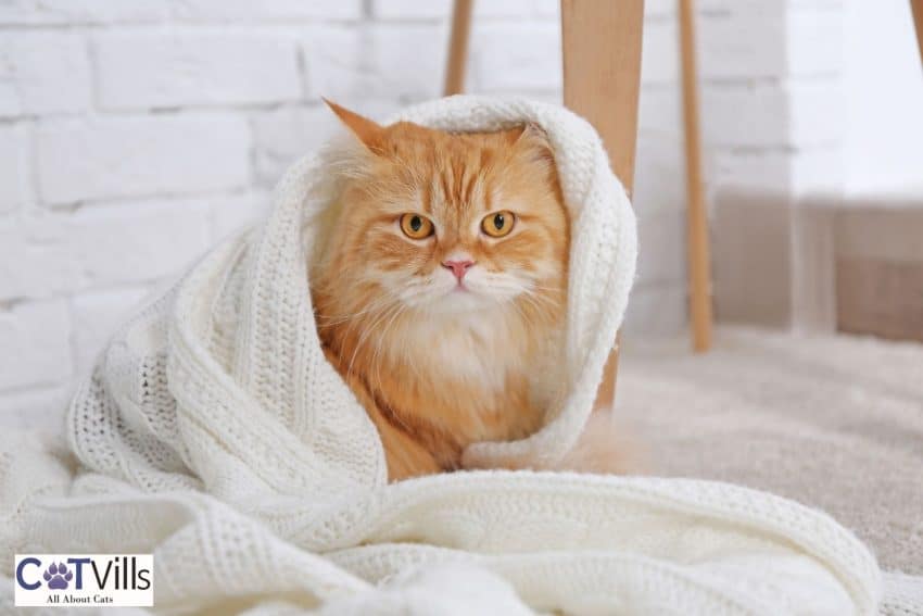 cat covered by a warm blanket