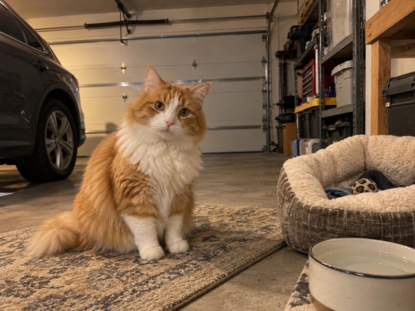 Cat In Garage At Night