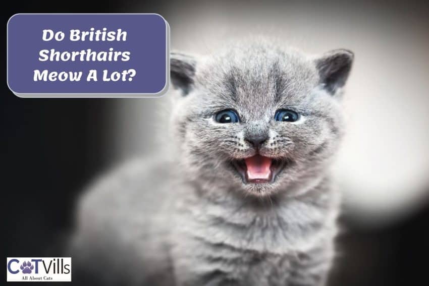 british shorthair cat meowing