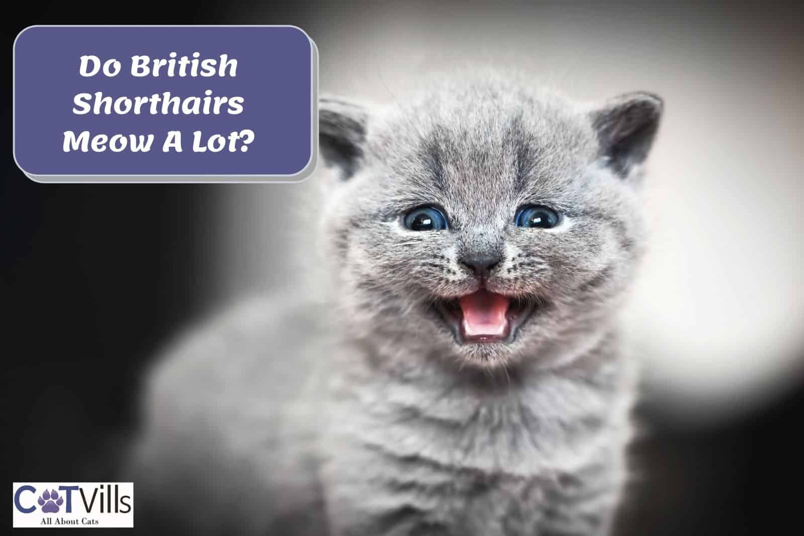 Do British Shorthair Cats Meow A Lot? (Personality Traits)