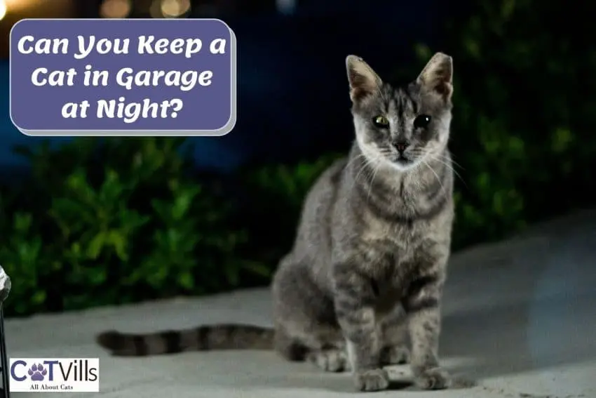 tiger cat beside "Keeping Cat in a Garage at Night" text