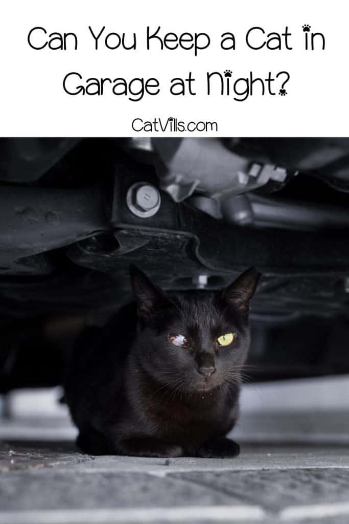 bombay cat under a car but is Keeping Cat in a Garage at Night fine?