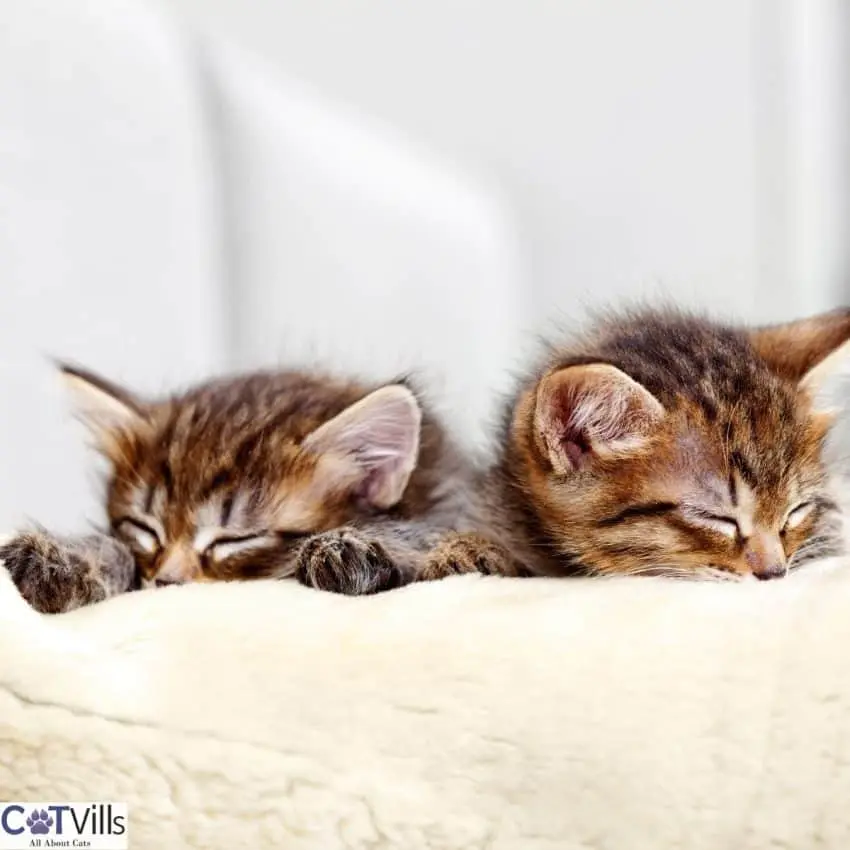 kittens sleeping alone