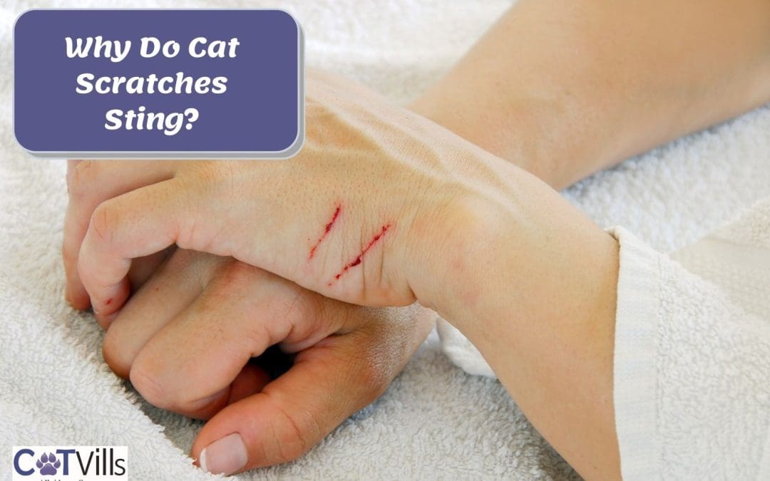 5 Reasons Why Cat Scratches Sting and Really Hurt!