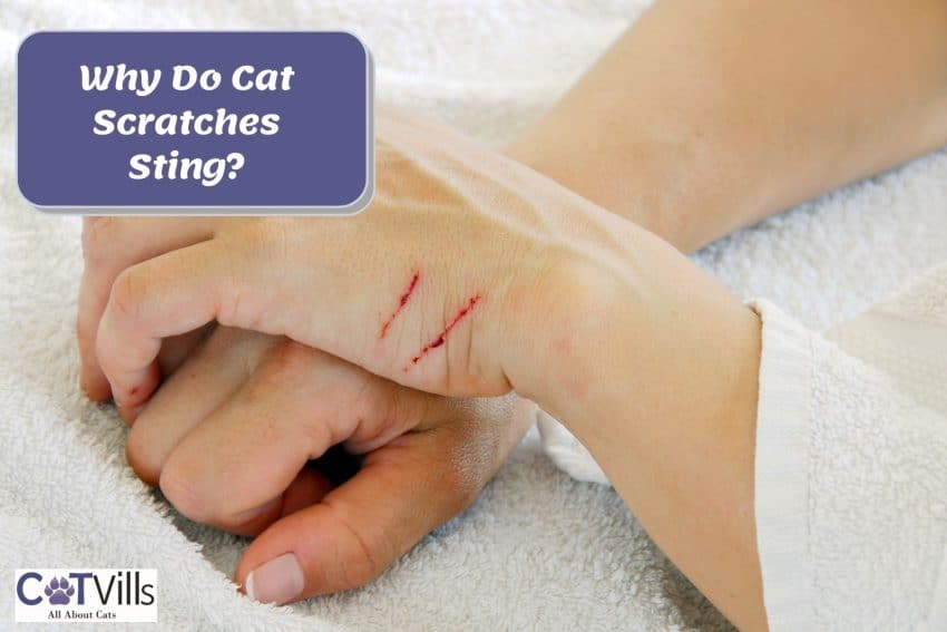 cat scratch that stings