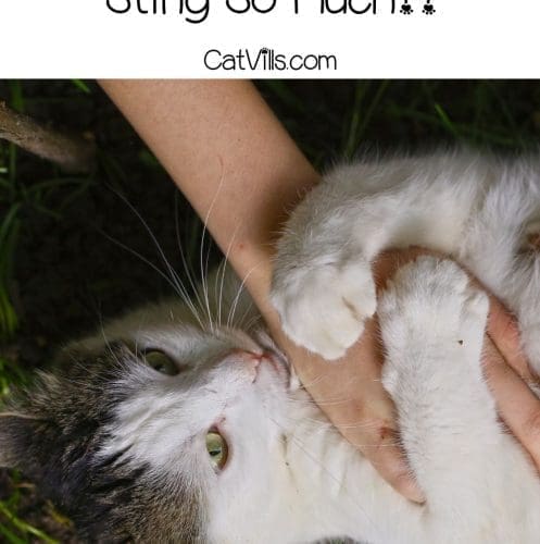 cat biting her owner's arm