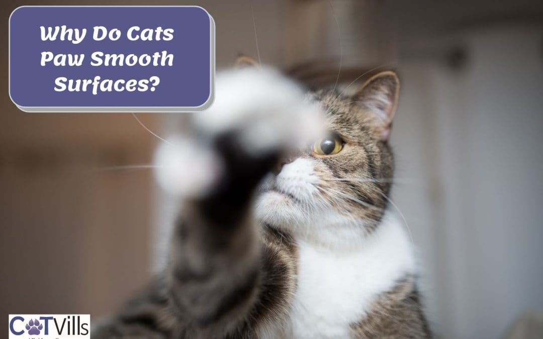 The Curious Obsession of Cats Paws with Smooth Surfaces