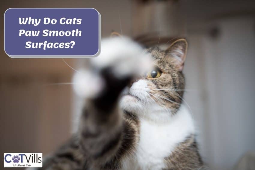 cat pawing a smooth surface but why do cats paw at smooth surfaces?