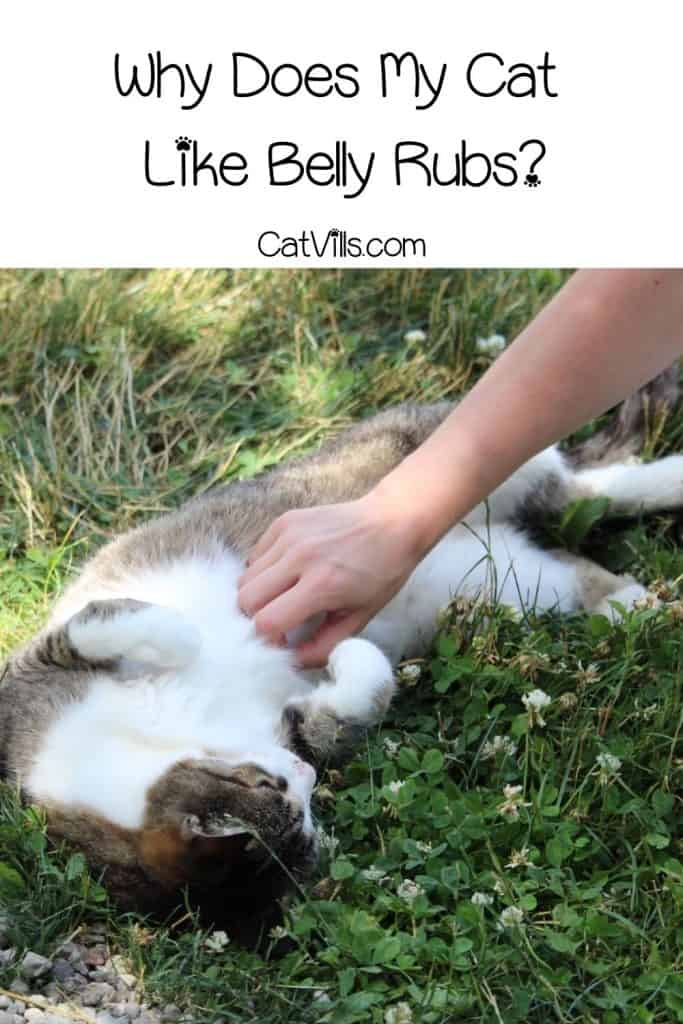 cat enjoying a belly rub