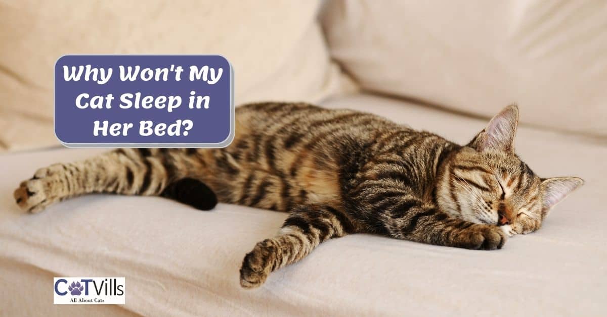 7-reasons-why-your-cat-don-t-want-to-sleep-in-her-bed