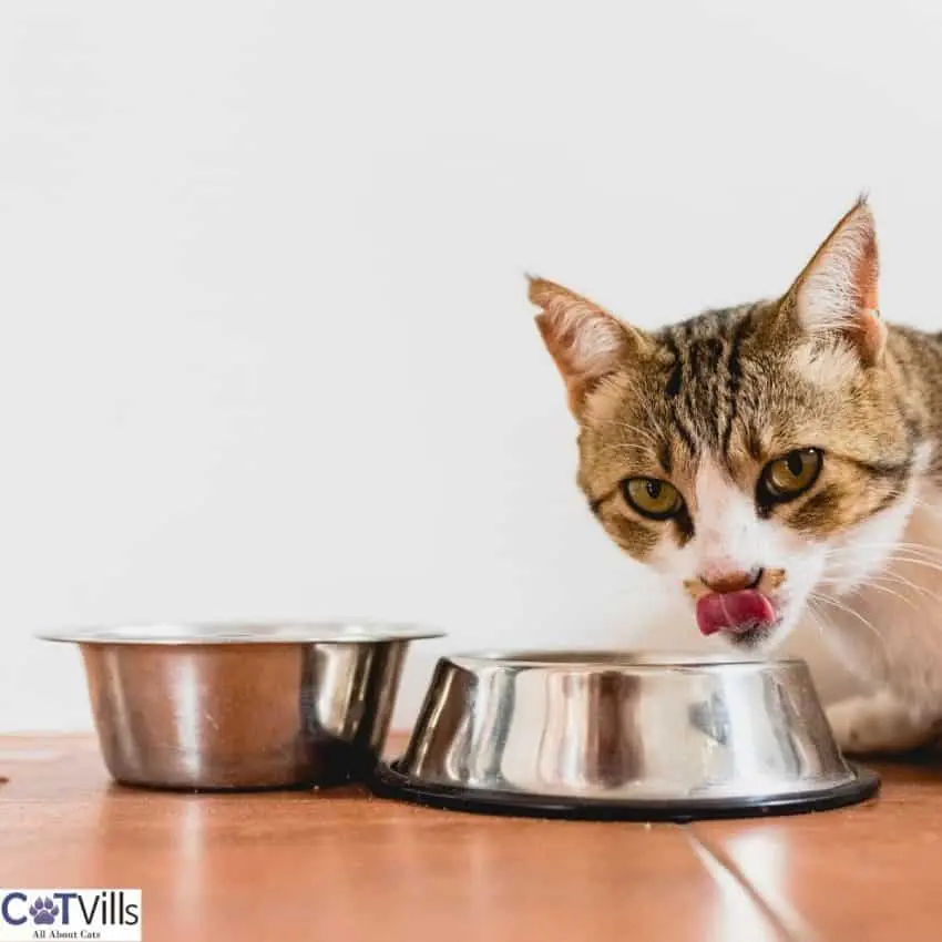 cat eating on his stainless bowl