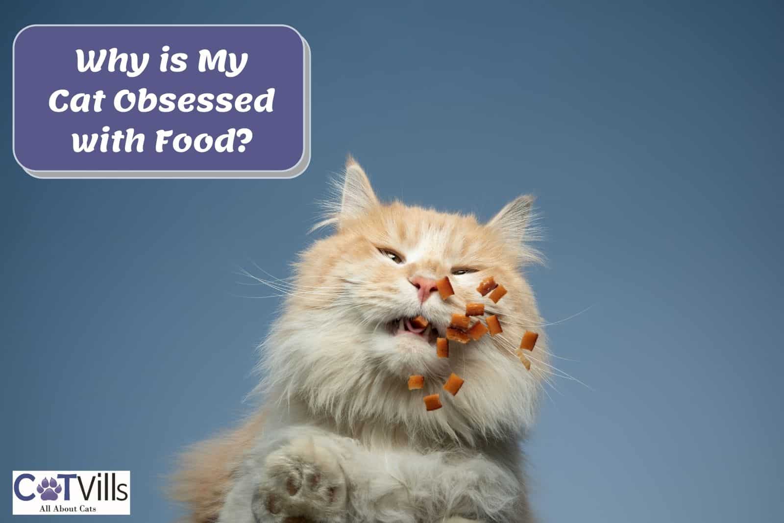 why-is-my-cat-obsessed-with-food-a-complete-guide