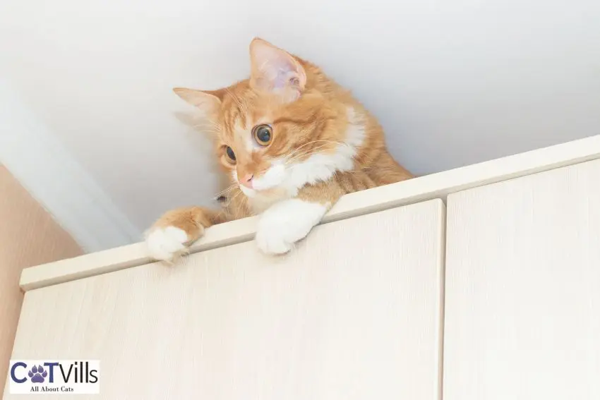 ginger cat on top of a cabinet