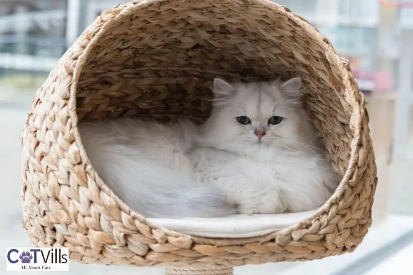 cat in her enclosed bed