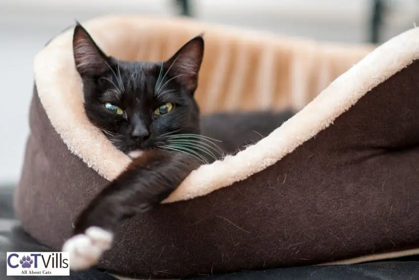 black cat comfortably lying on her bed