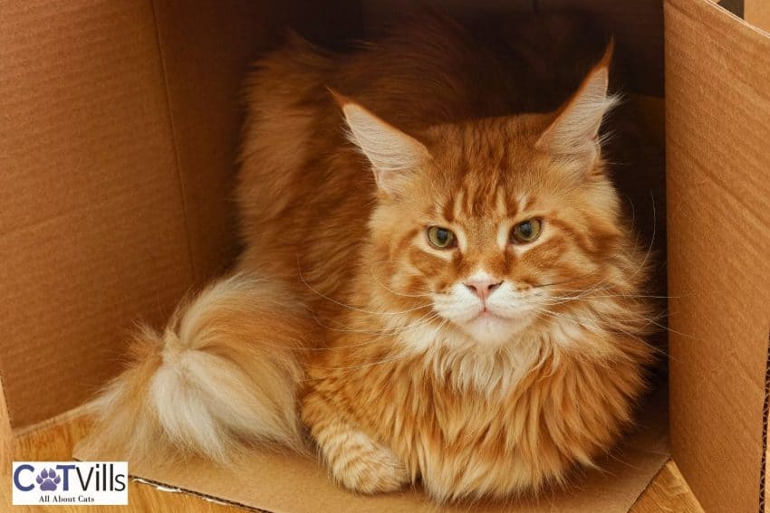 maine coon inside a box