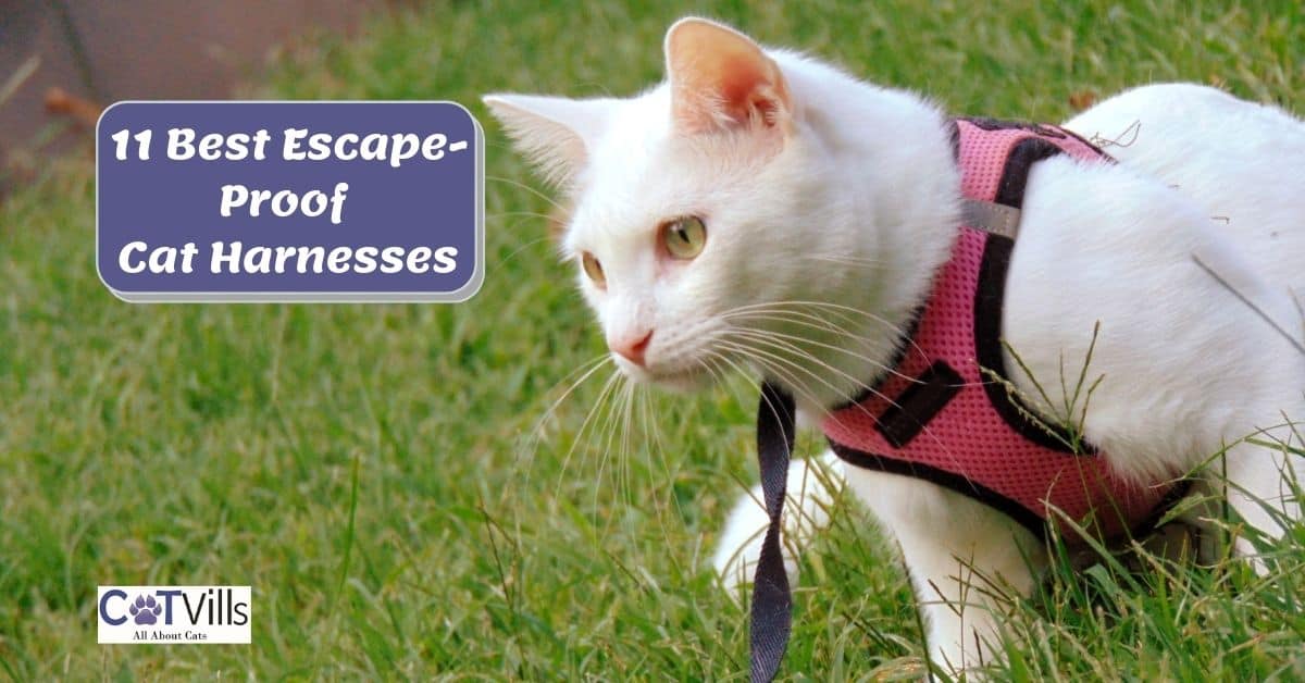 11 Best Cat Harnesses for Comfortable and Secure Walks