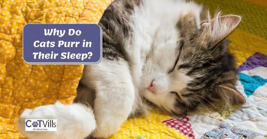 cat purring while sleeping under the blanket