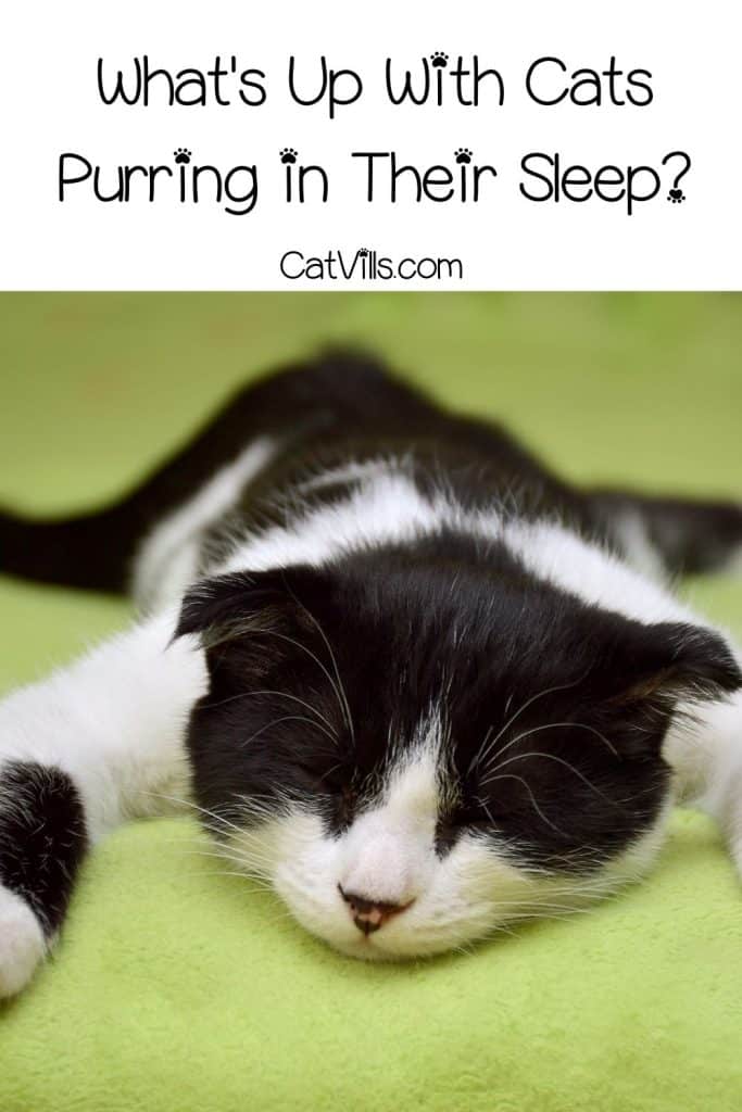 black and white cat purring while sleeping deeply
