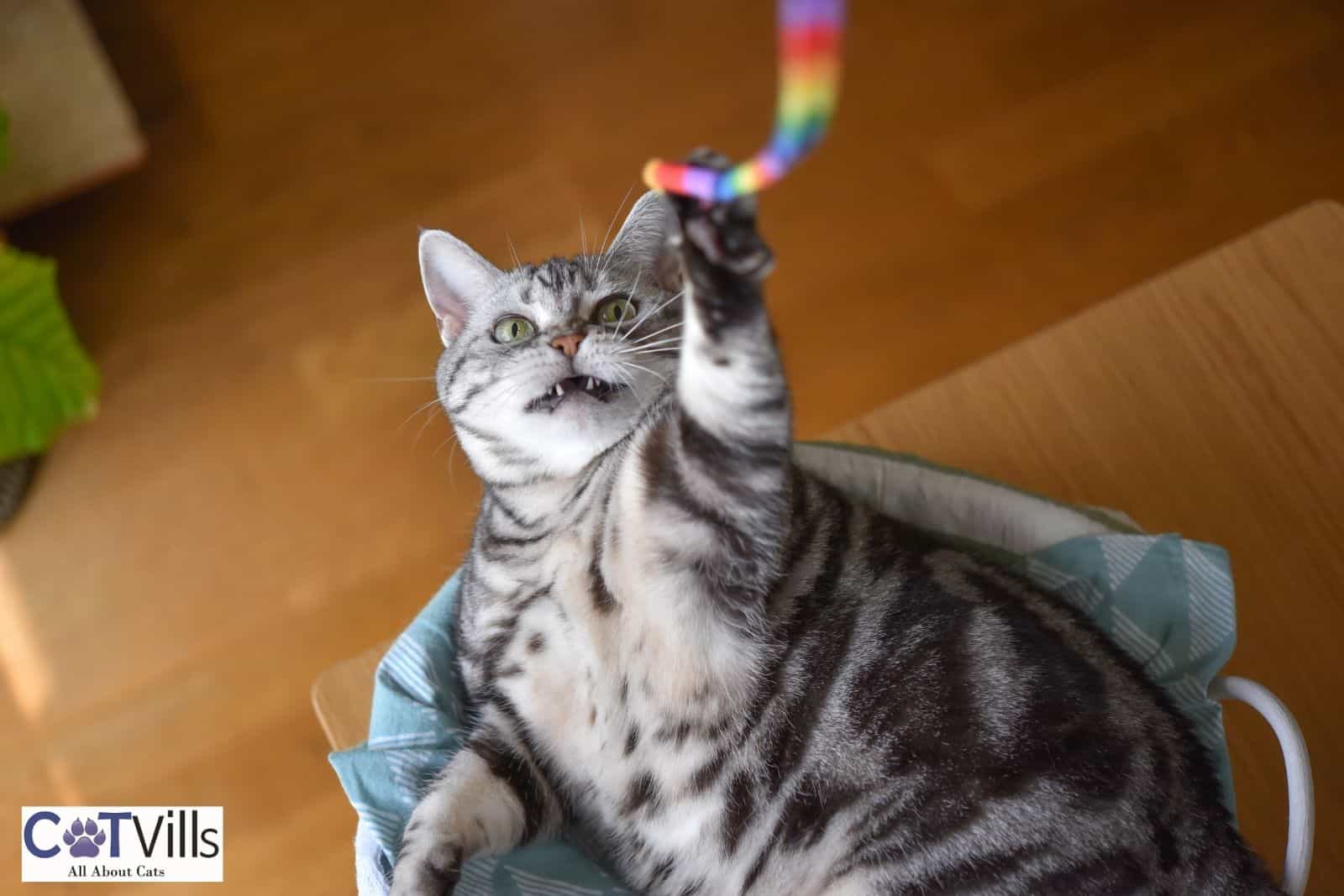 6 Reasons Why Your Cat Won't Let You Sleep At Night