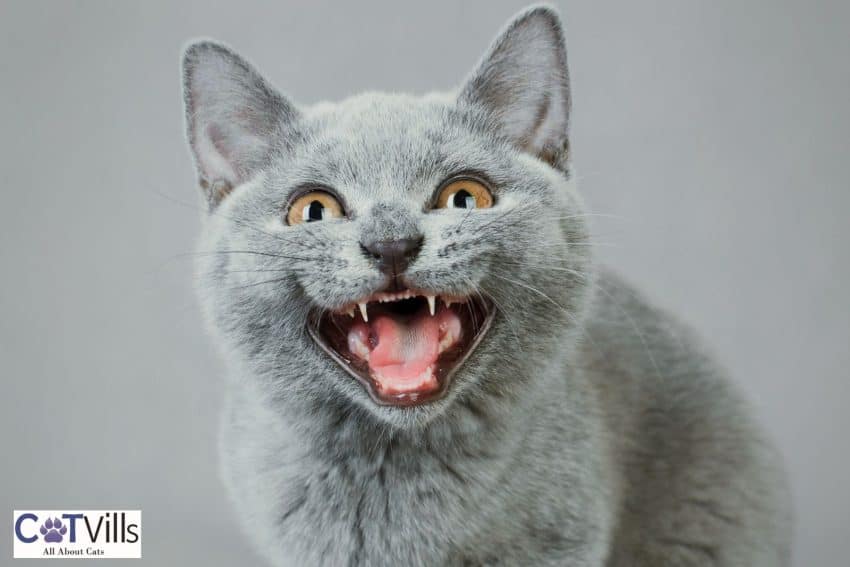 Stunning British Shorthair Colors 23 Popular Ones