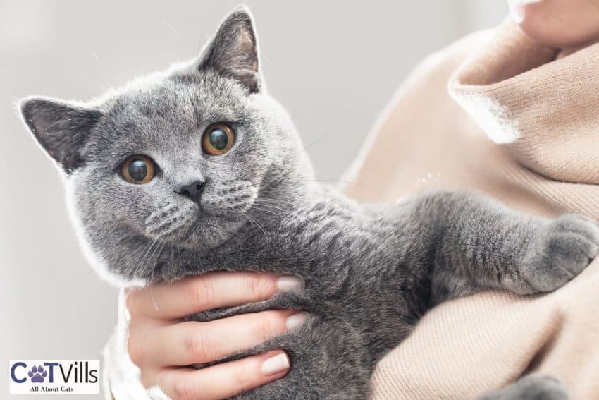 lady carrying a british shorthair