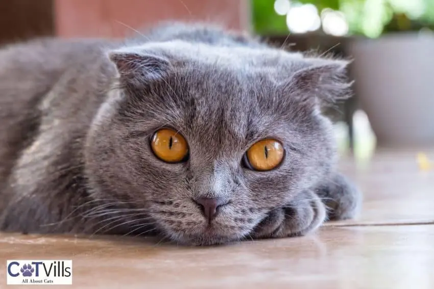 british shorthair resting on the floor