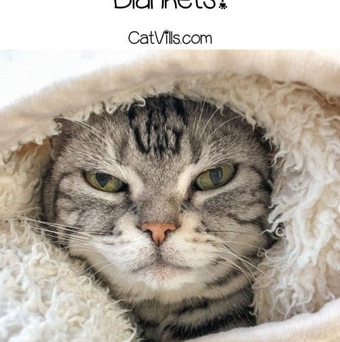 happy cat covered by a blanket