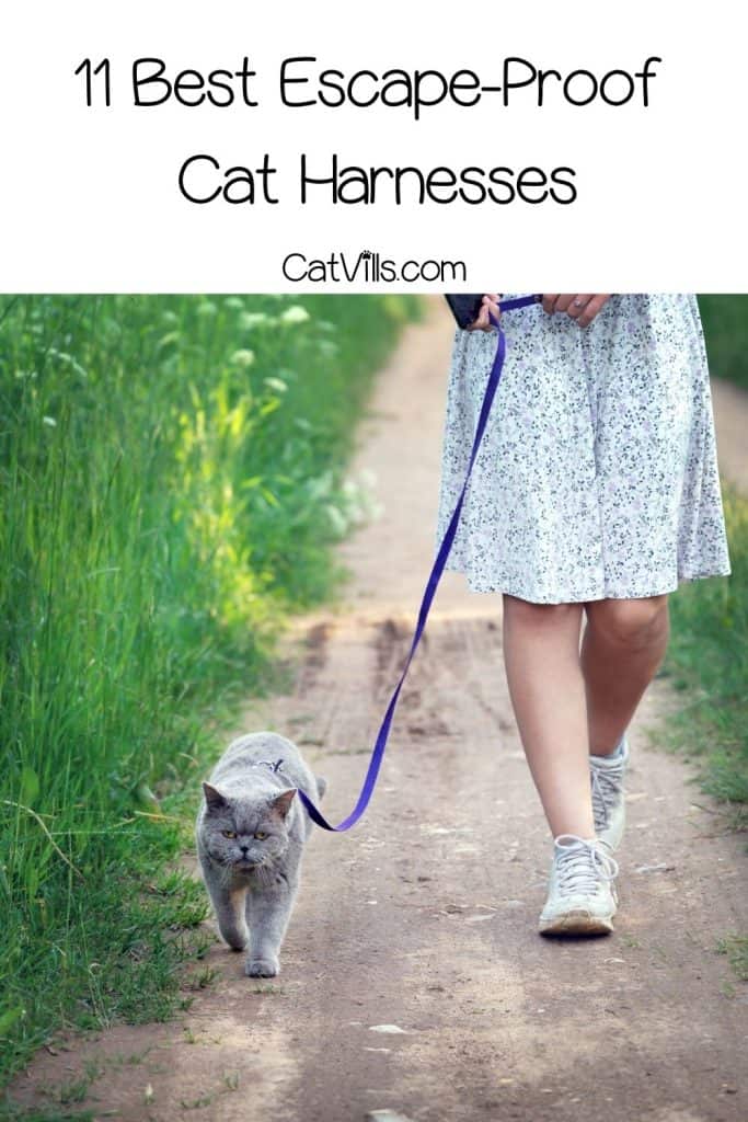 lady walking her cat at the park