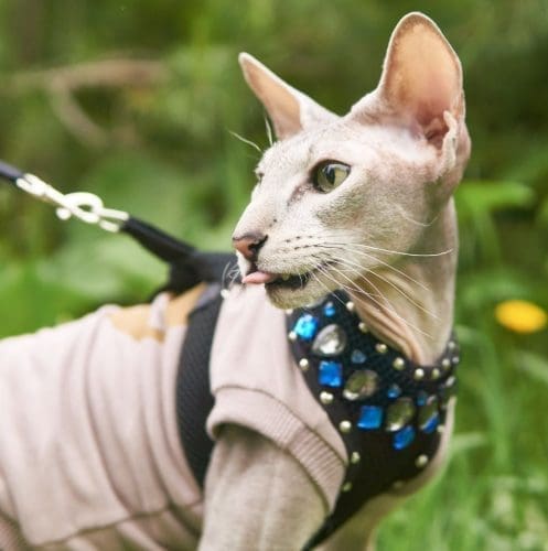 hairless cat wearing an escape proof cat harness