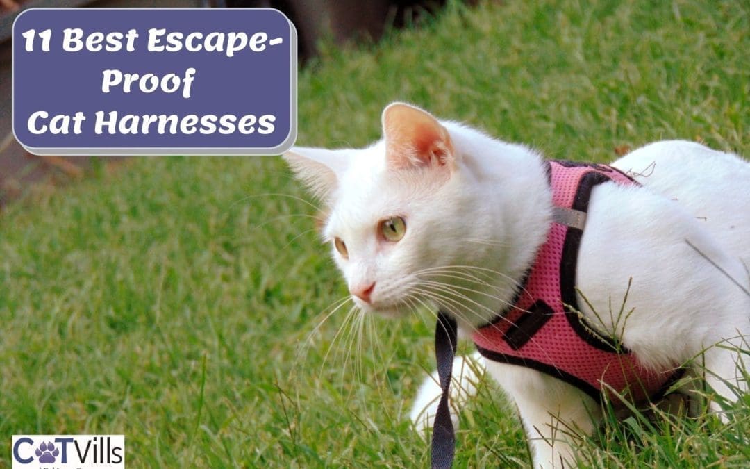 Top 11 Harnesses for Cats – Buying Guide