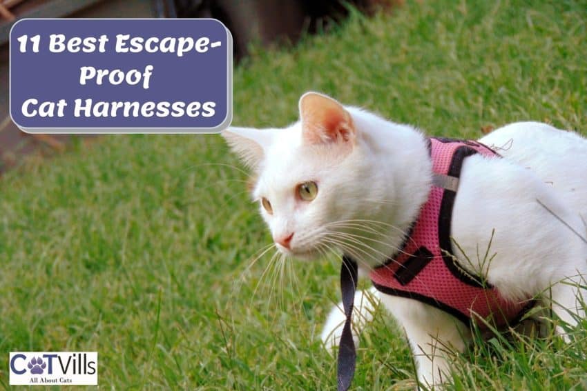 white cat wearing an escape proof cat harness