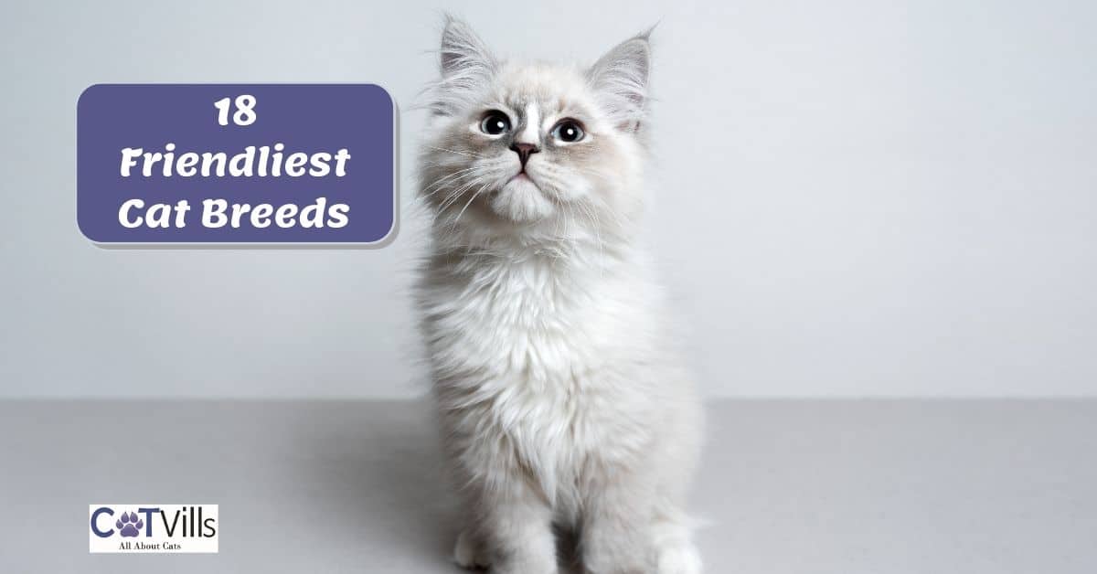 Most Affectionate Cat Breeds That Will Adore You Endlessly