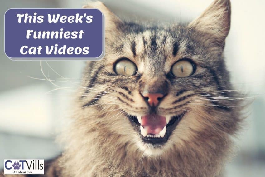 cute cat laughing with text "funniest cat videos this week"