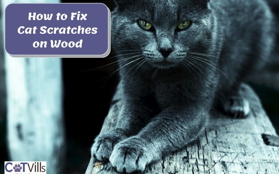 Complete Guide on How to Fix Cat Scratches on Wood Trim