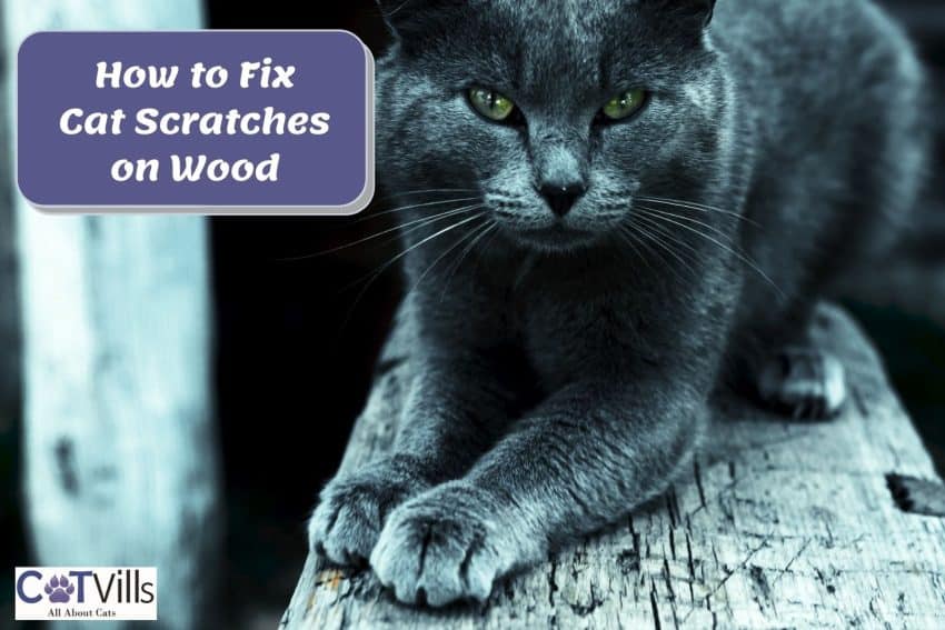 cat scratching the wood (how to fix cat scratches on wood trim)