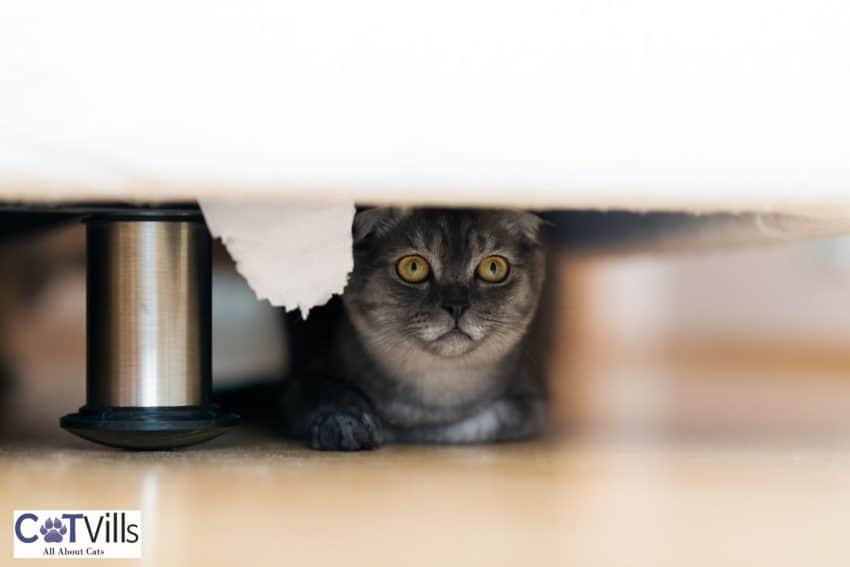 scared kitty hiding so why my cat won't come out from under the bed?