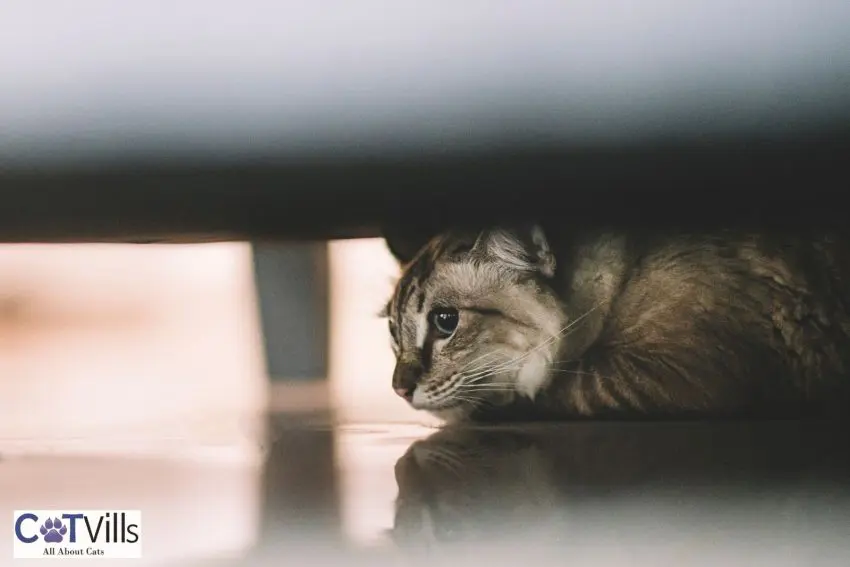 scared kitty hiding under the bed