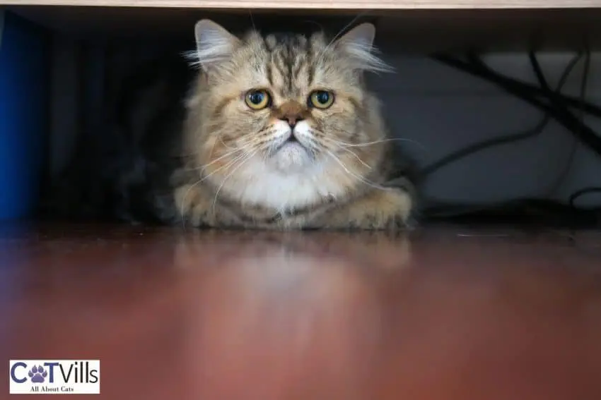 adult cat hiding under the bed