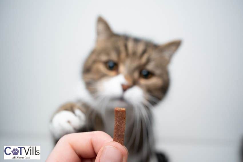 cat about to touch her treat