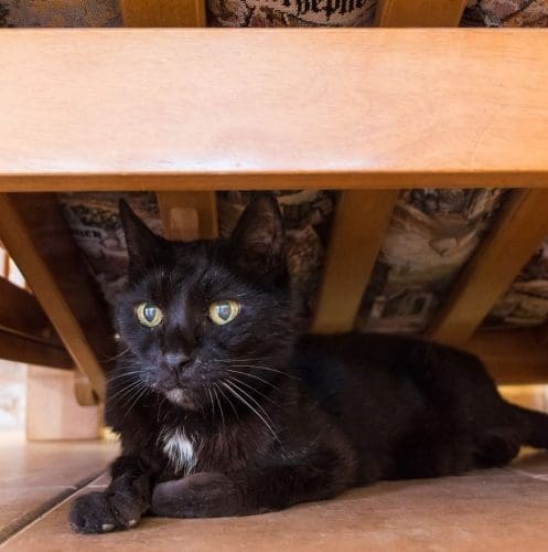 black cat hiding under her owner's bed