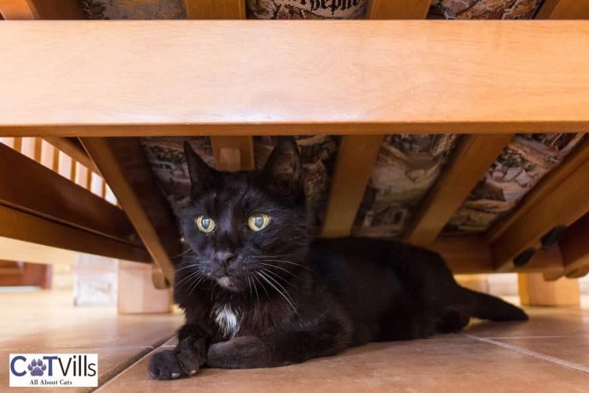 black cat hiding under her owner's bed