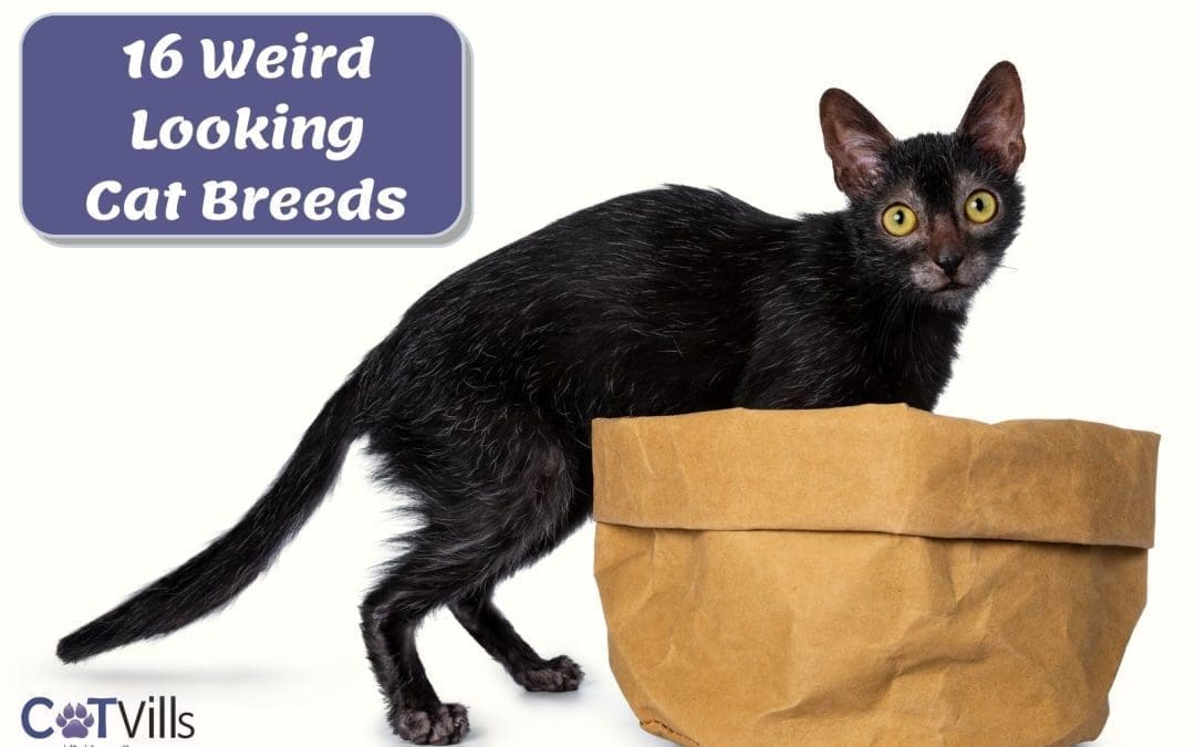 16 Weird Looking Cat Breeds You Will Fall in Love With