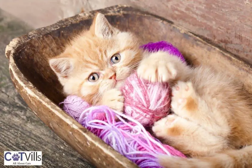 kitten playing with yarns